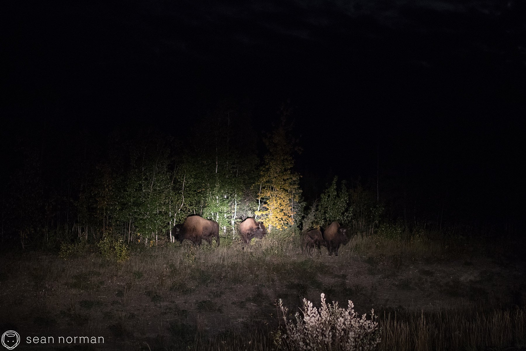 Yellowknife Bison Sanctuary - 1.jpg