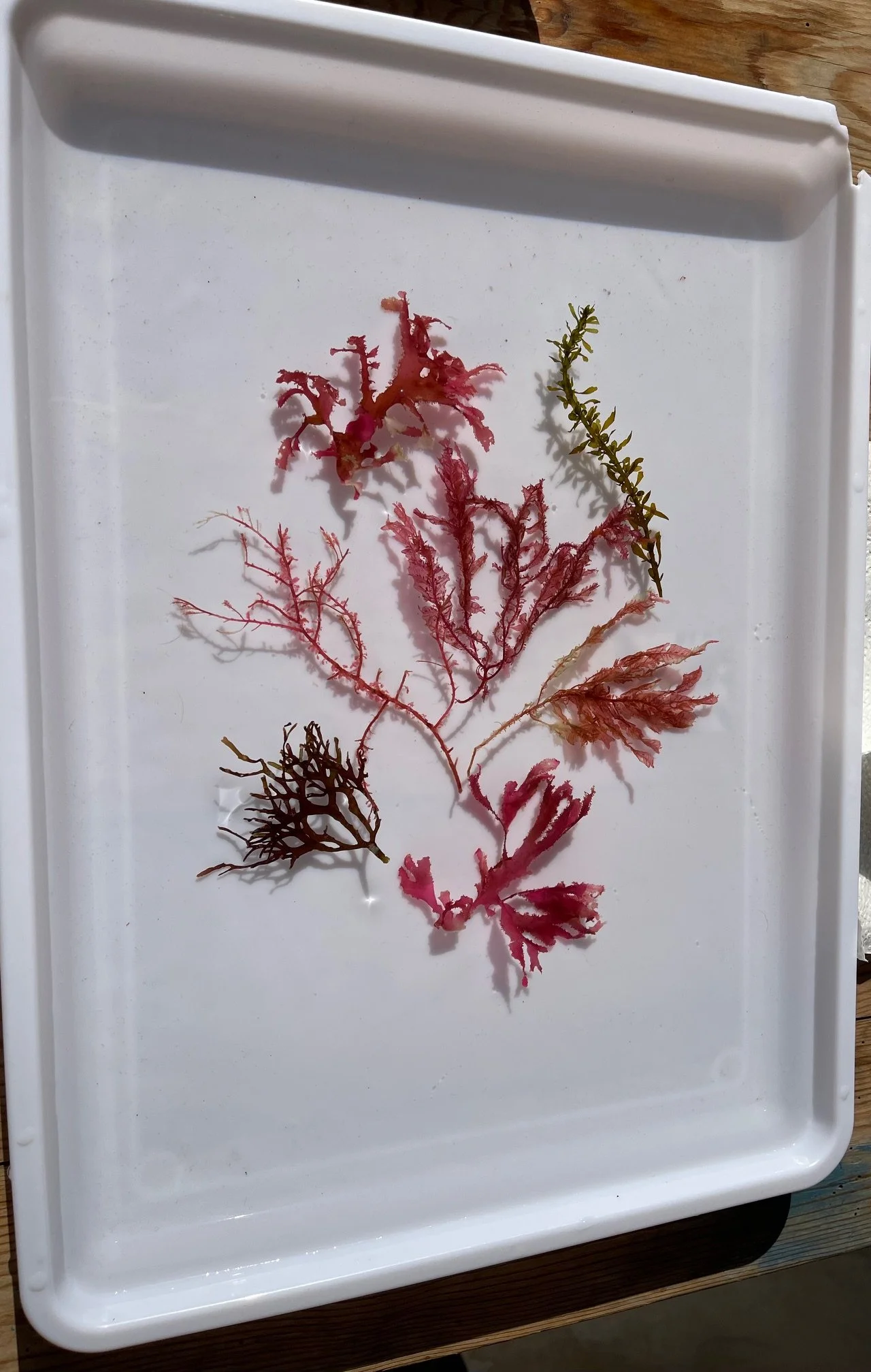 IMG_5386.jpeg (Copy) (Copy)