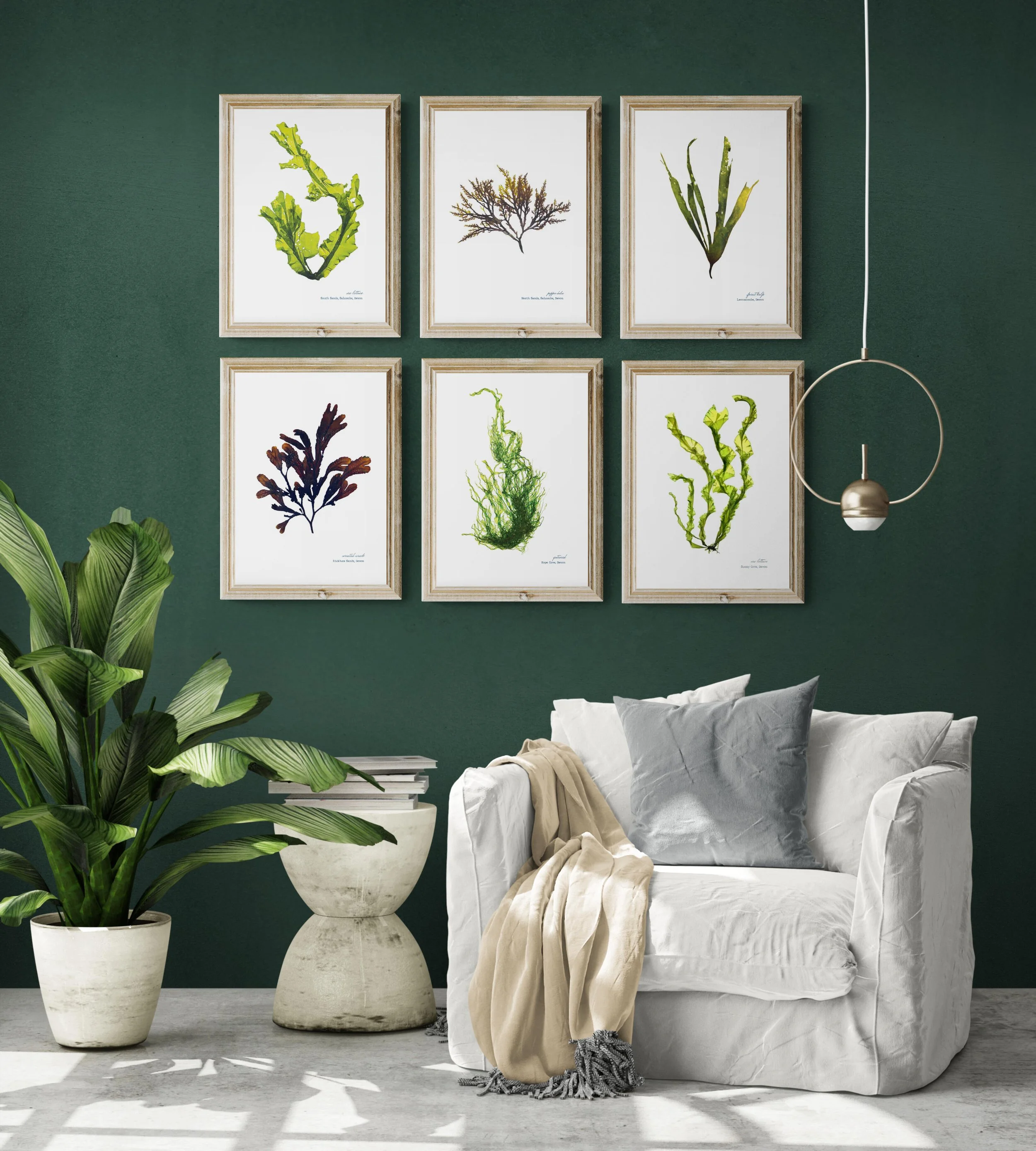 Image showcasing Shop — The Seaweed Studio
