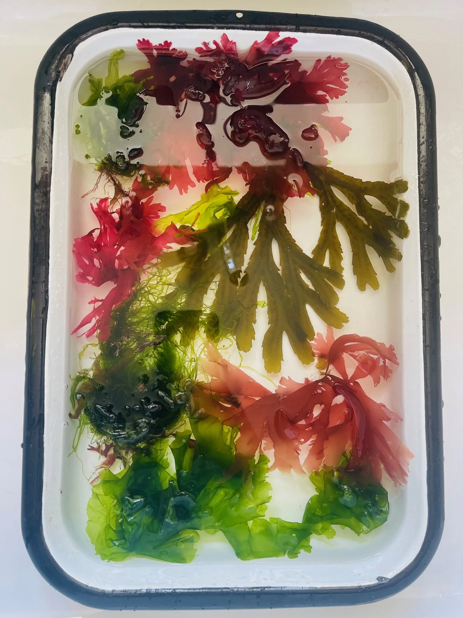 Seaweed pressing workshop, 19th May, 10-11.30am.