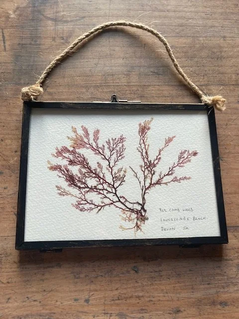 IMG_3516.jpg (Copy) (Copy)