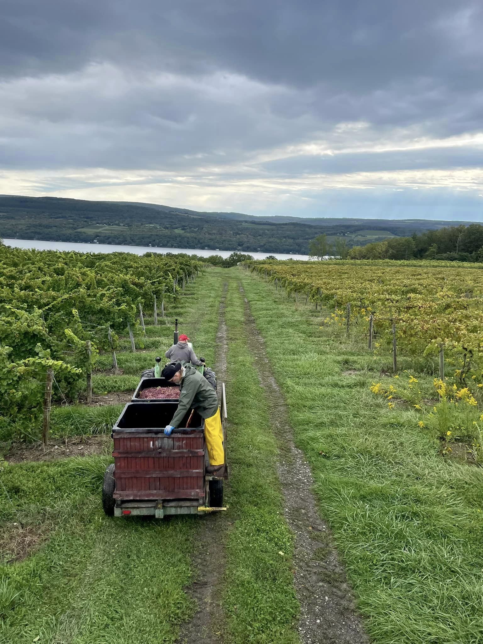 Lakewood Vineyard harvest.jpg