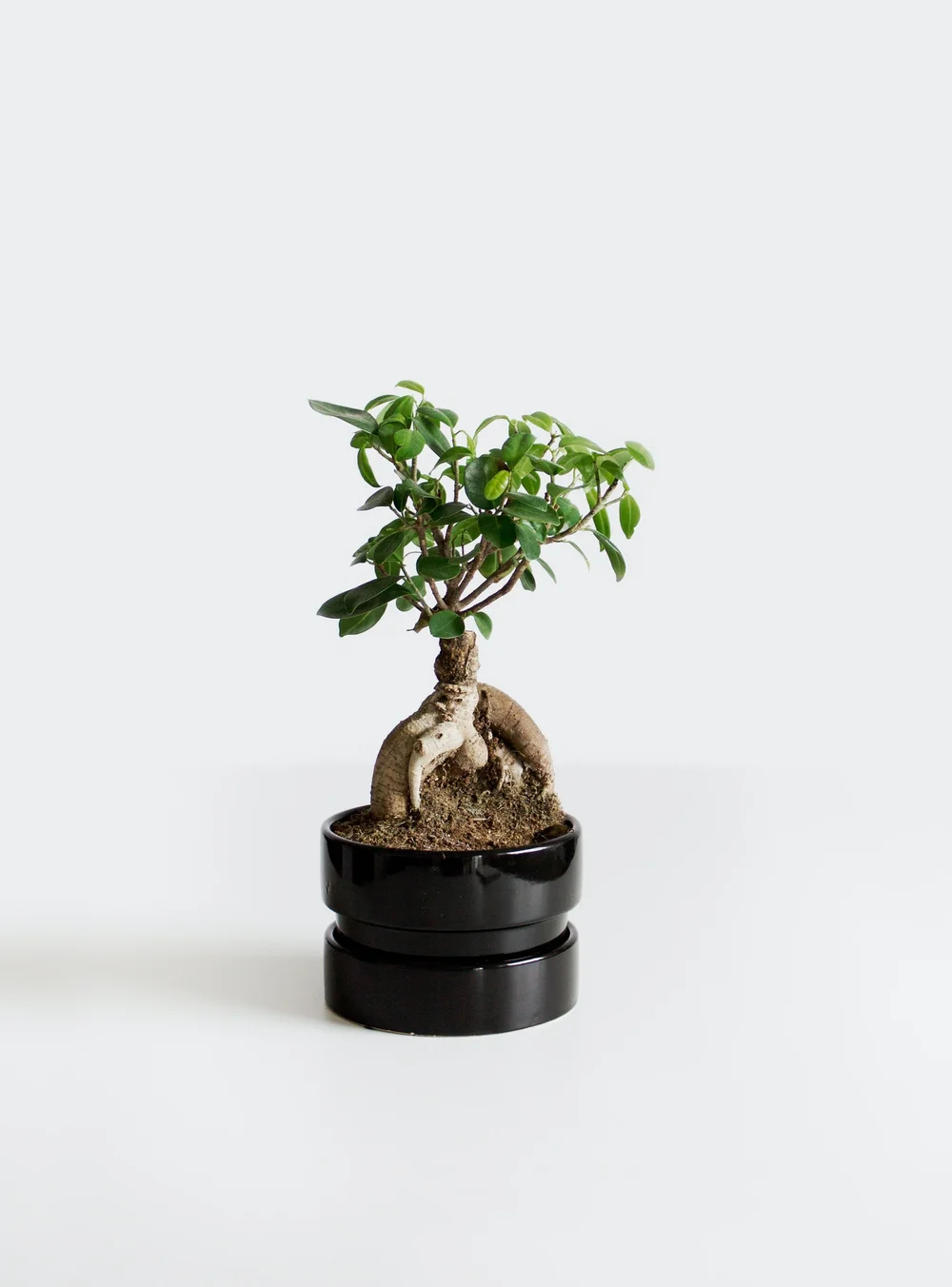 The Perfect Plant for Low-Light Indoor Spaces  Atlanta Plant Shop