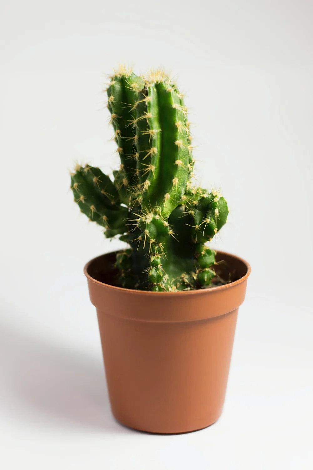 Cactus: A Low Maintenance Indoor Plant with Unique Shapes and Air-Purifying  Abilities  Atlanta Plant Shop