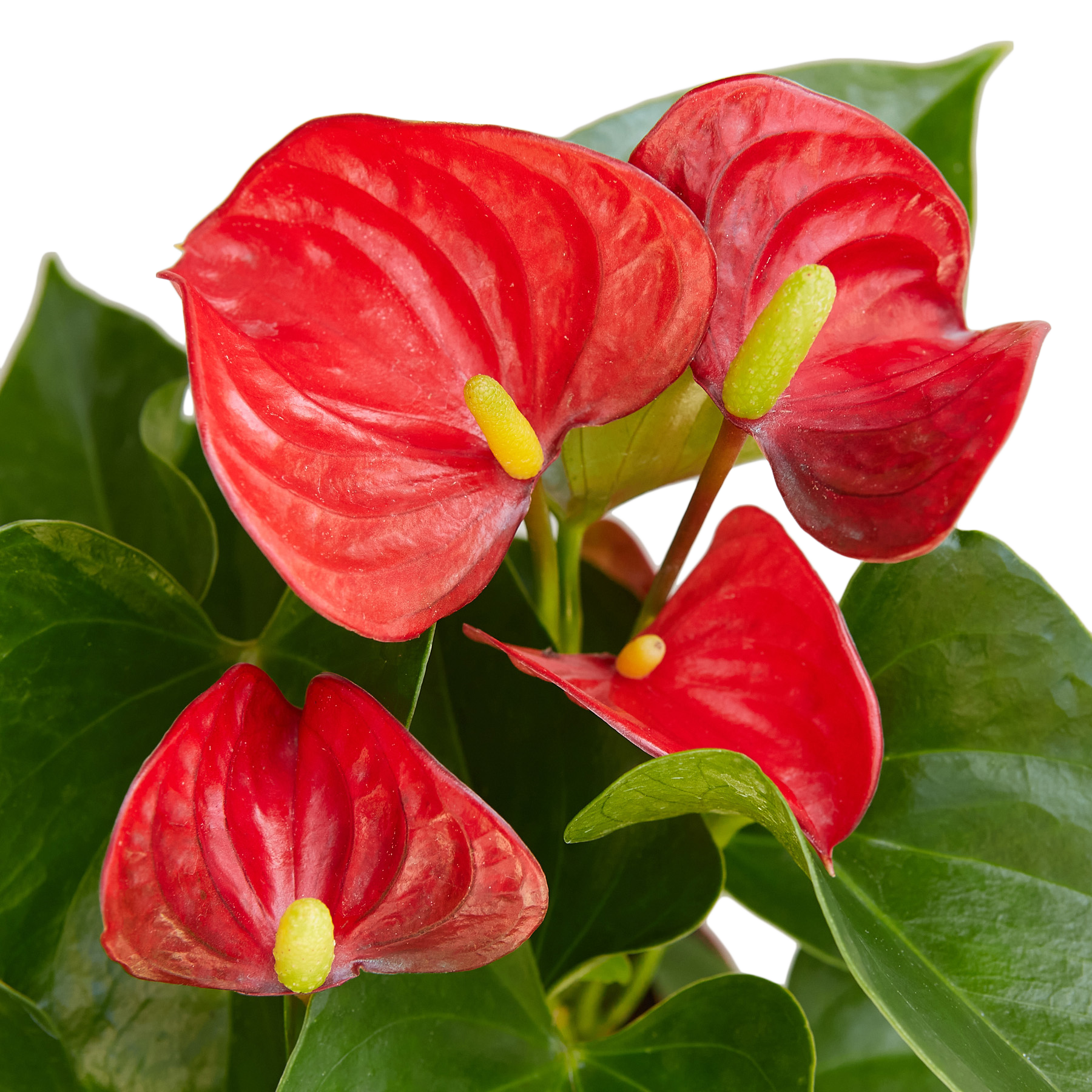 1-Anthurium-Red-4 DETAIL.png