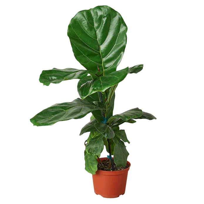 Fiddle Leaf Fig  "Ficus lyrata"