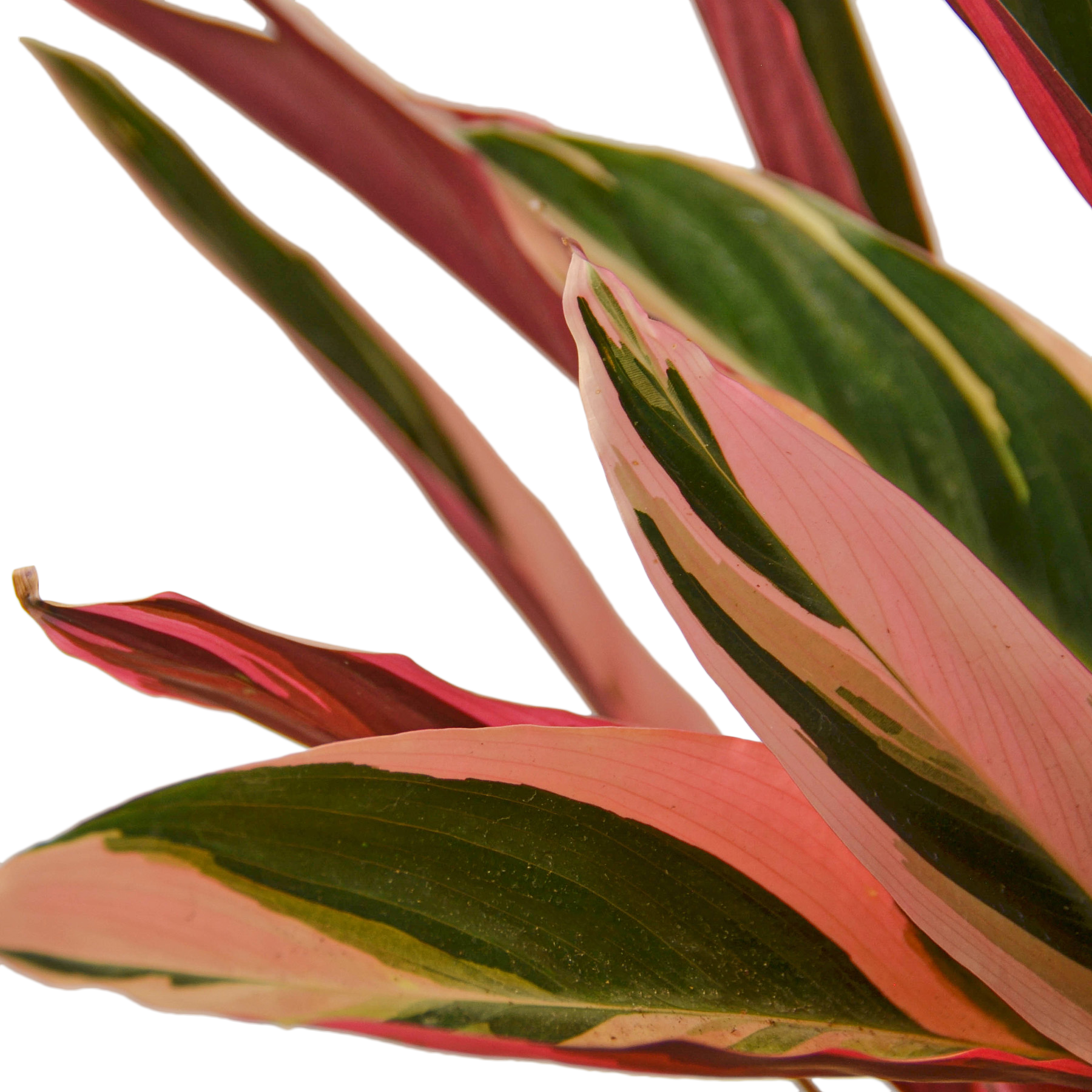 1-Stromanthe-Triostar-6 DETAIL.png