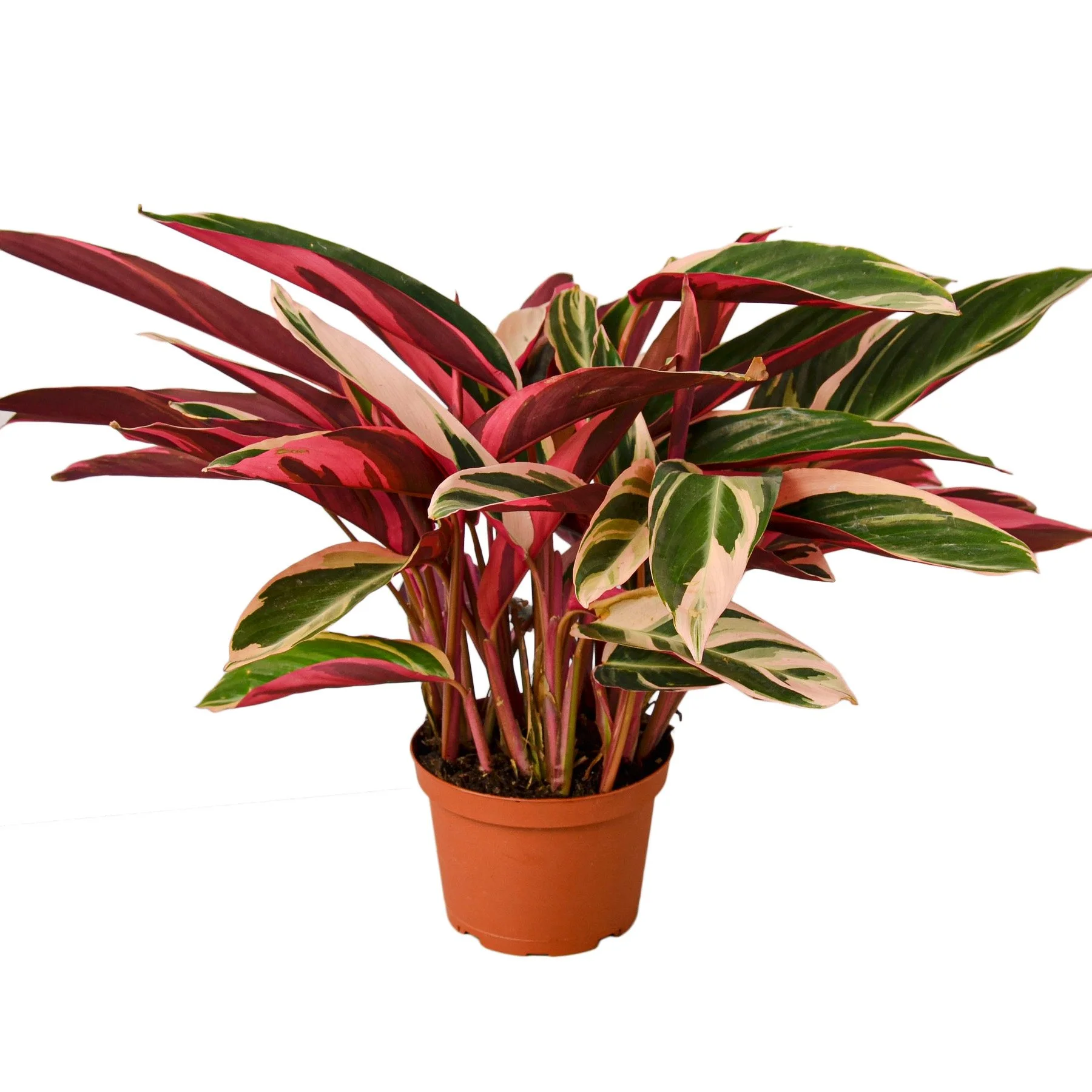 Calathea Stromanthe Triostar "Stromanthe sanguinea  "