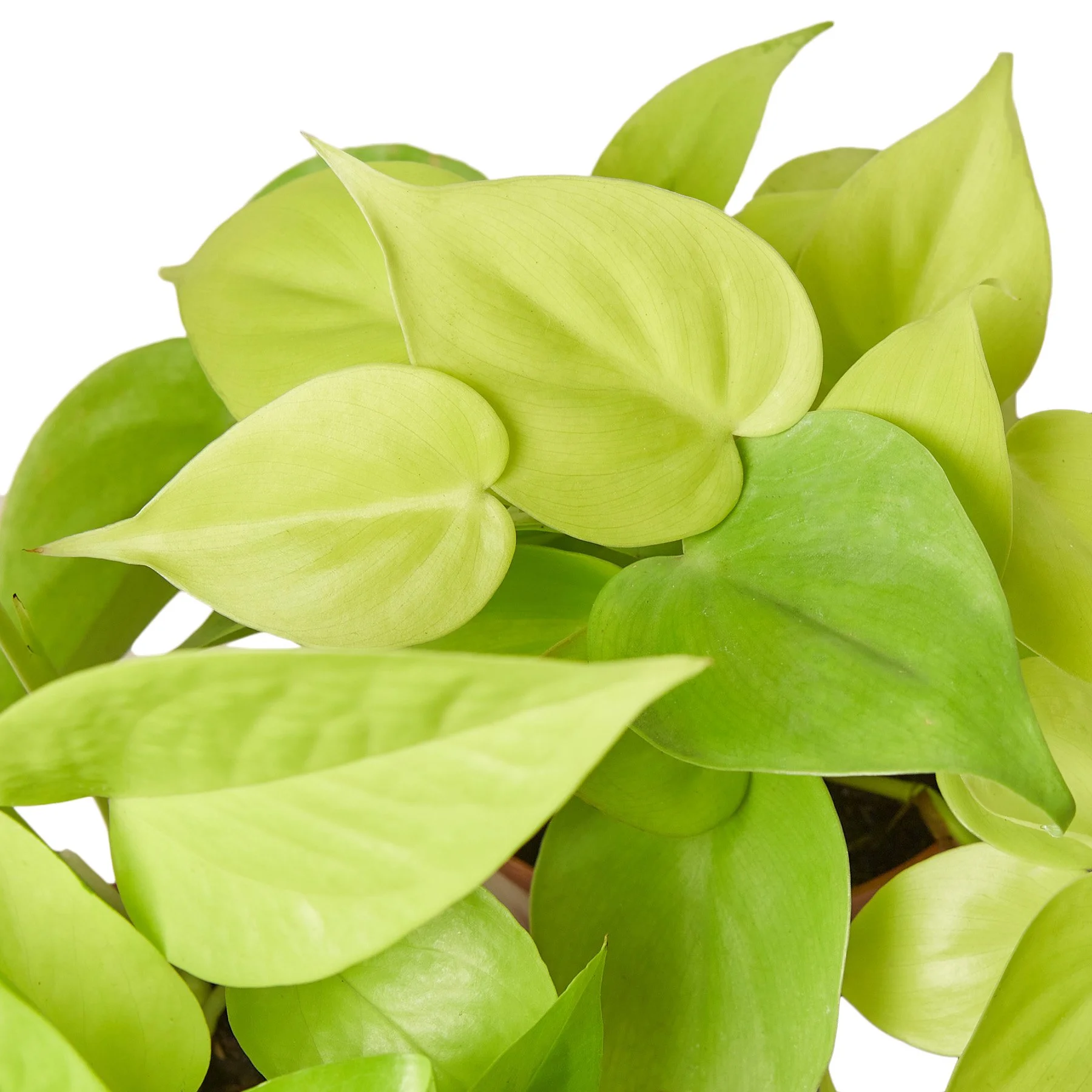 1-Pothos-Neon-4 DETAIL.jpg