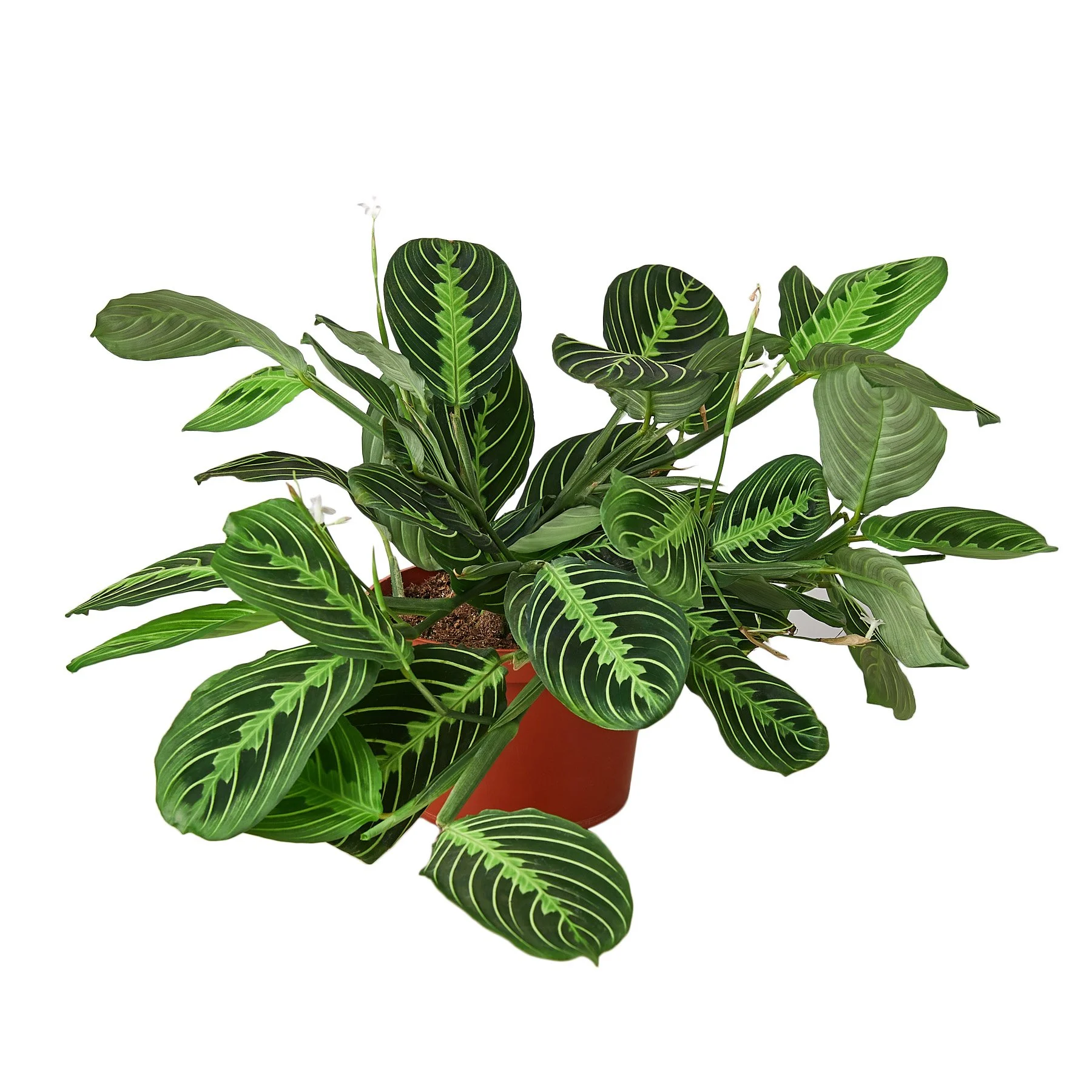 1-Maranta-LemonLime-6.jpg