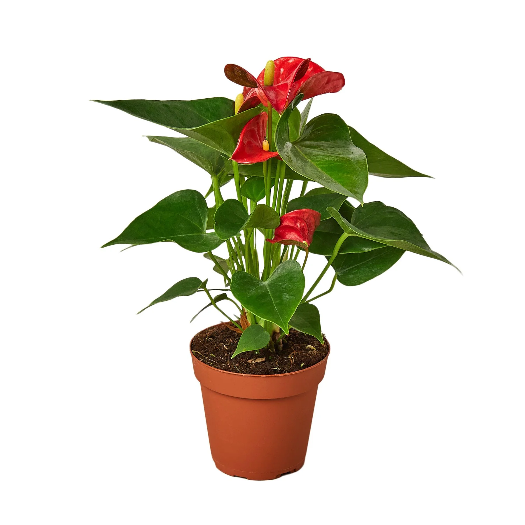 Red Anthurium "Flamingo Flower"