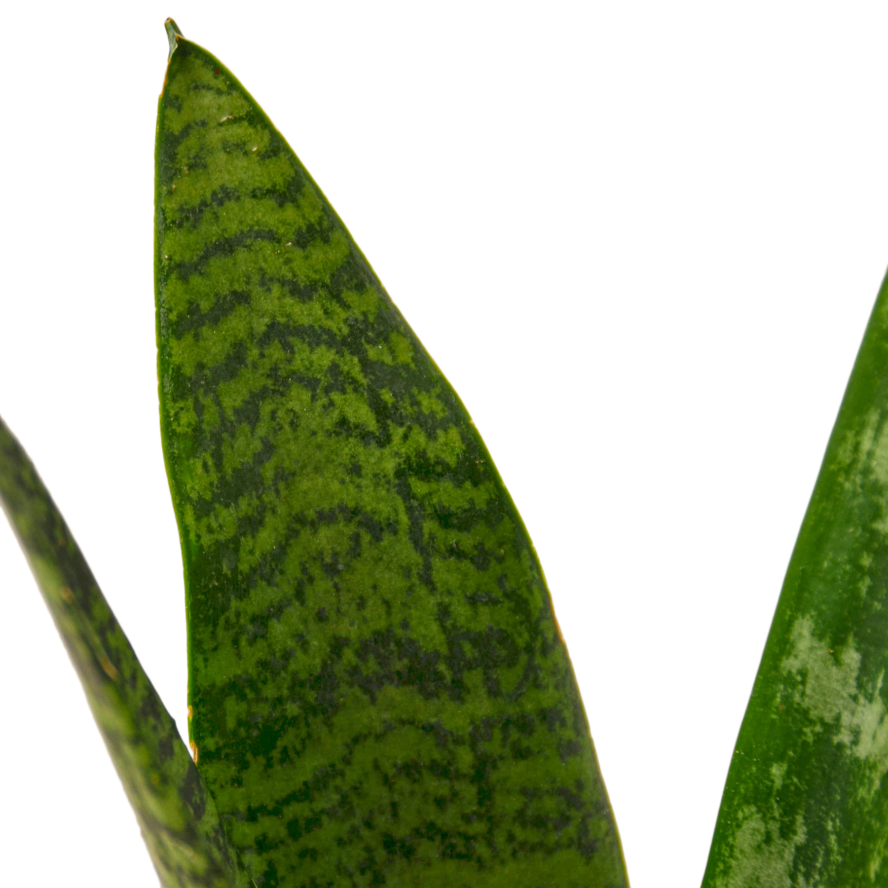 1-Snake-Zeylanica-4 DETAIL.png