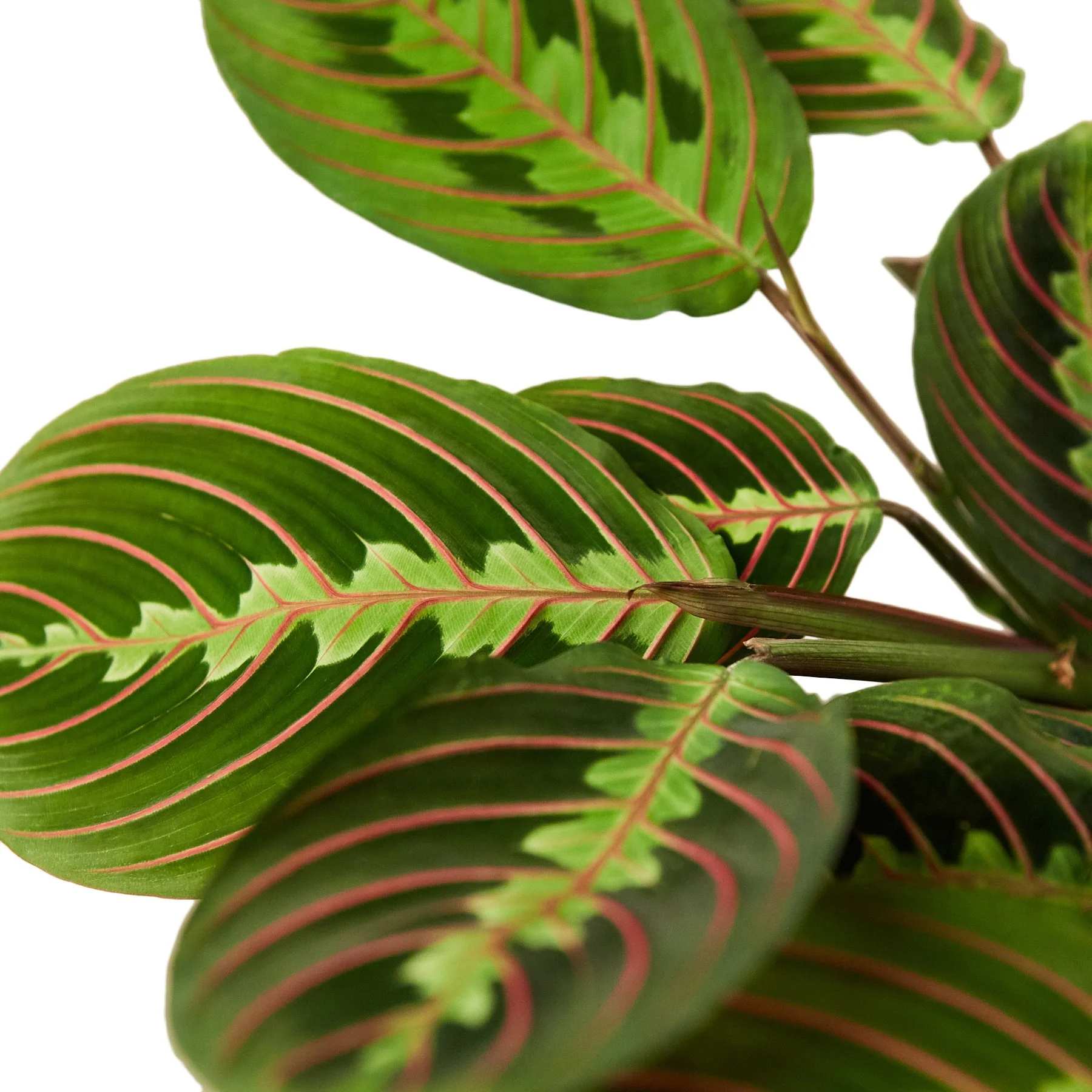 1-Maranta-Red-4 DETAIL.jpg