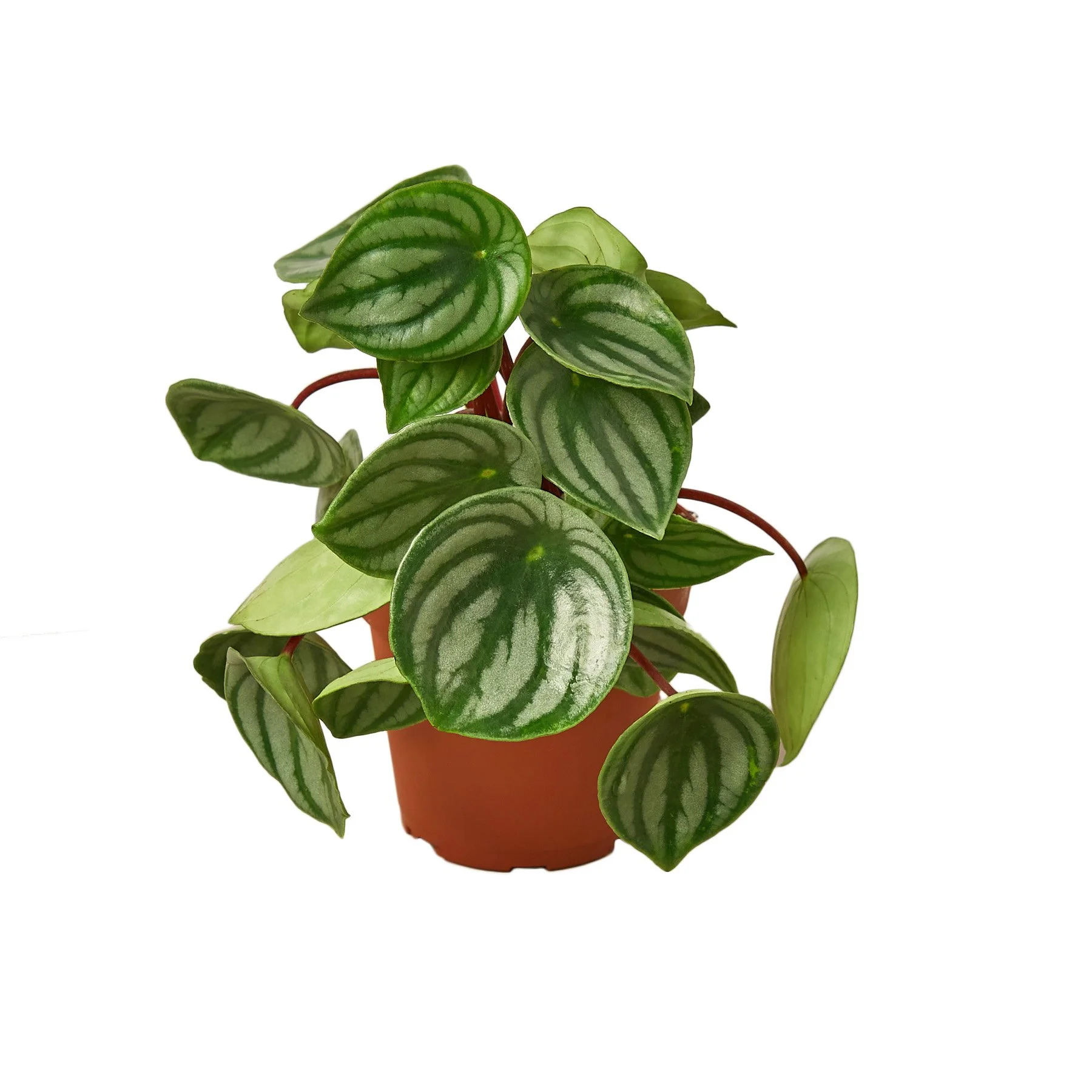 Peperomia 'watermelon'