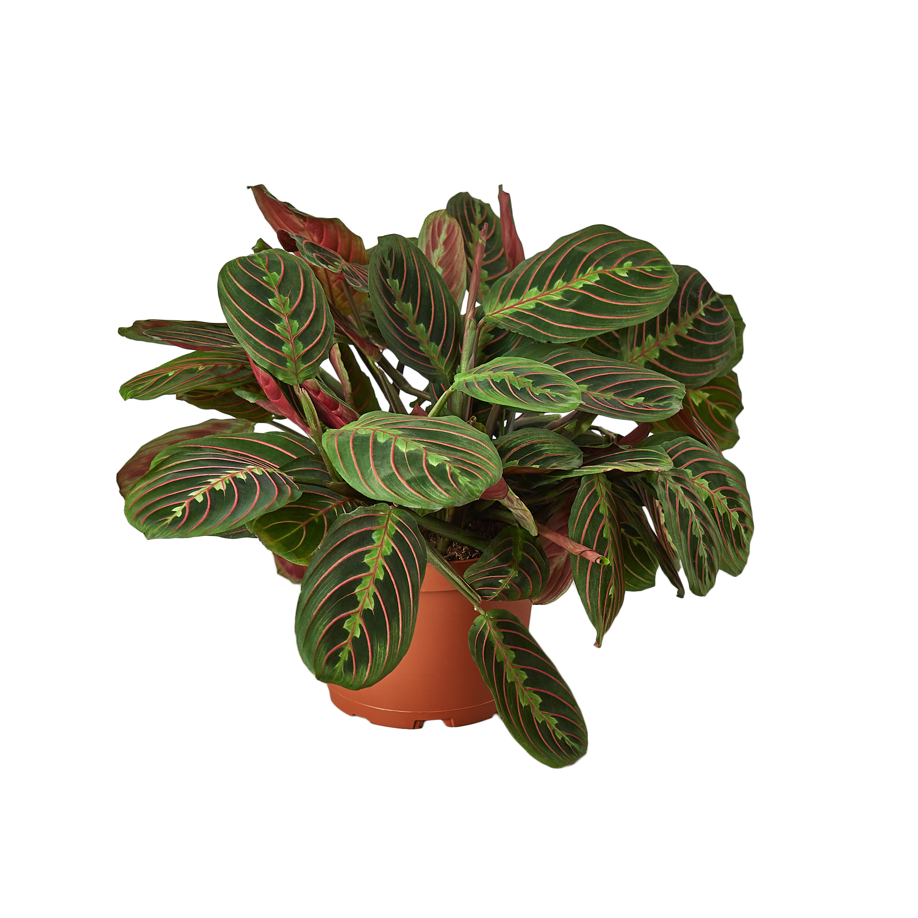 1-Maranta-RedPrayer-6.png