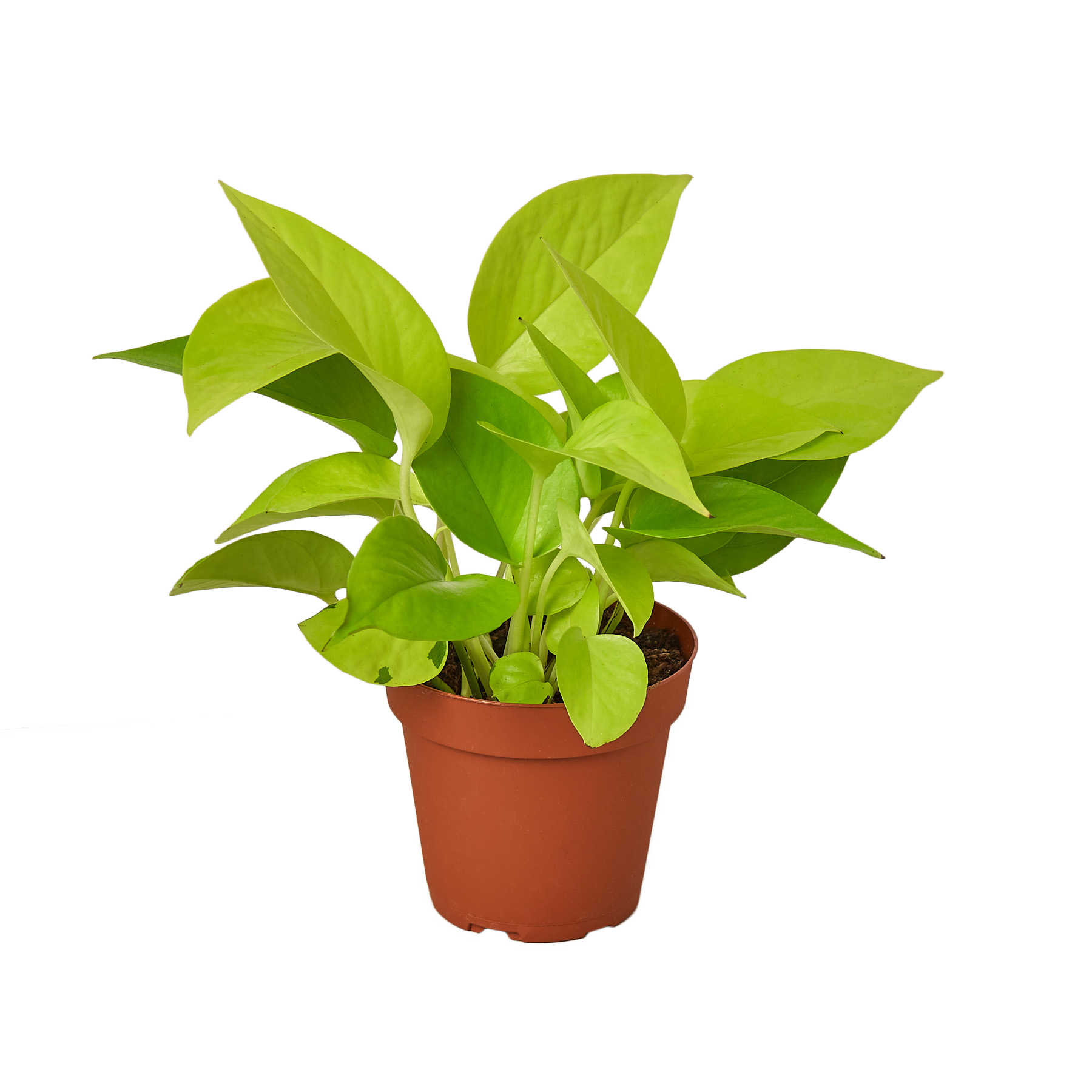 1-Pothos-Neon-4 MAIN.png