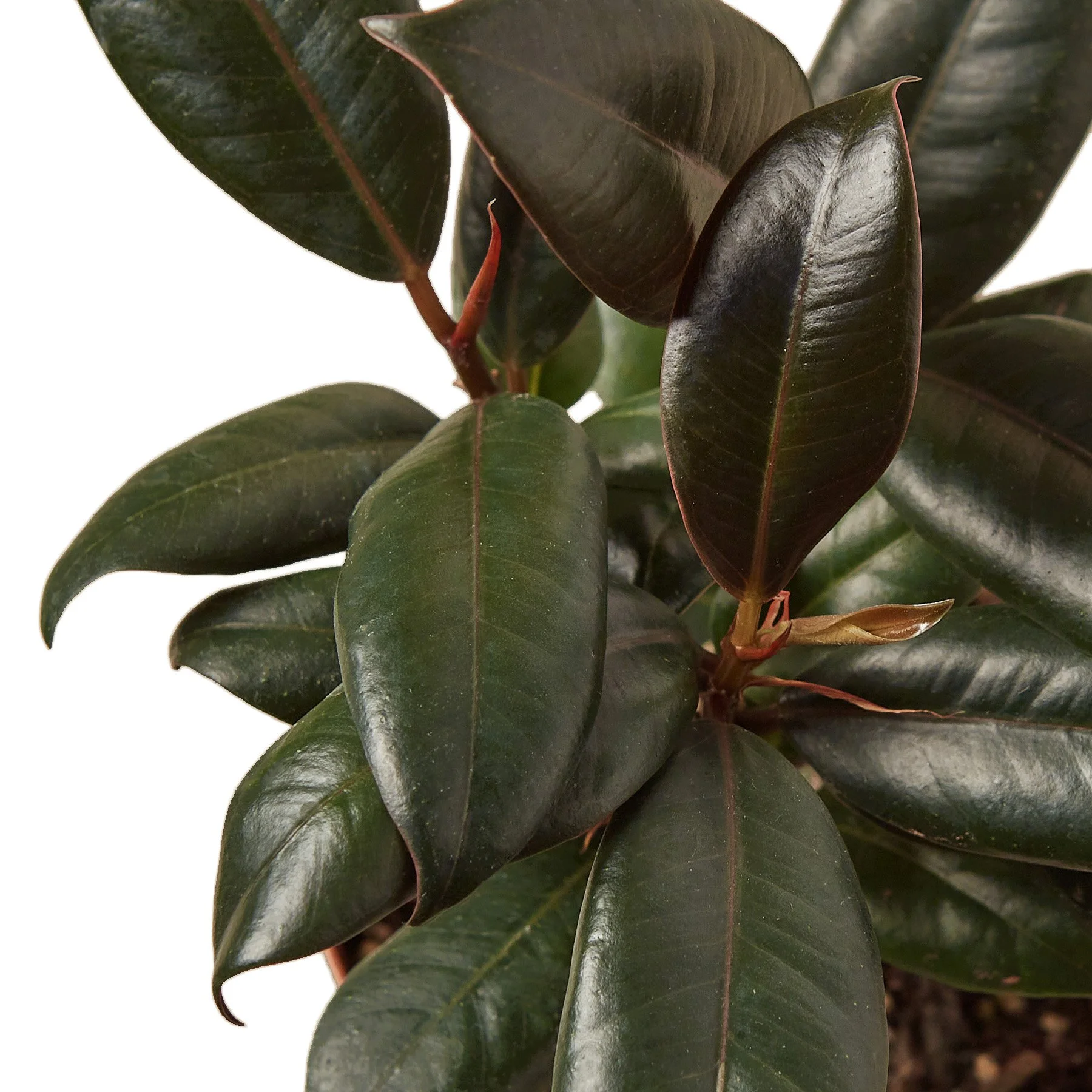 1-Ficus-Burgundy-4 DETAIL 2.jpg