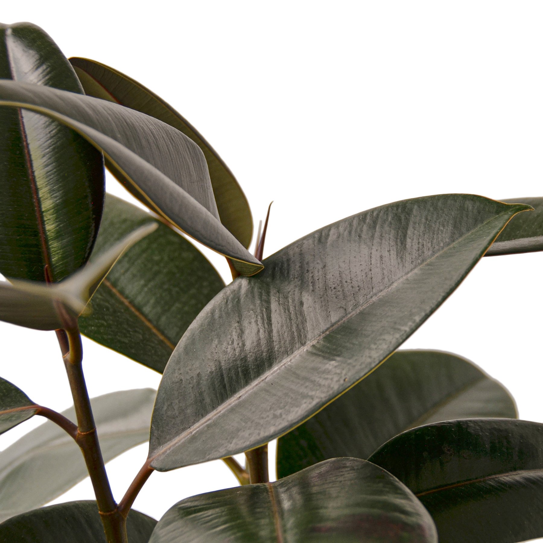 1-Ficus-Burgundy-6 DETAIL.jpg