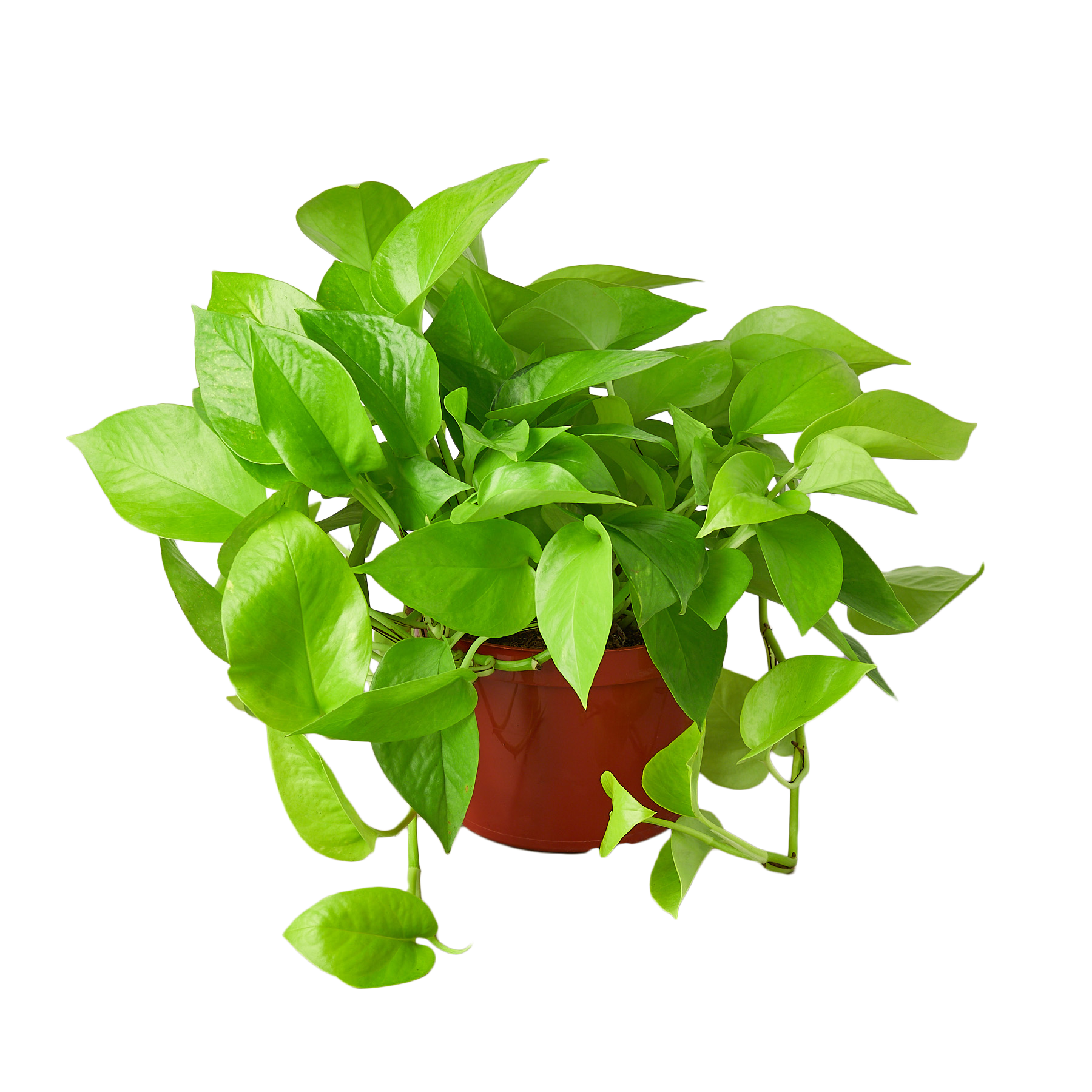 1-Pothos-Neon-6.png
