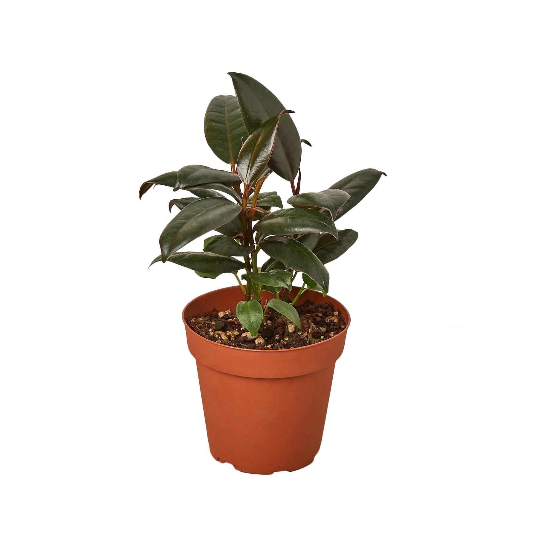 Ficus robusta  "Rubber tree