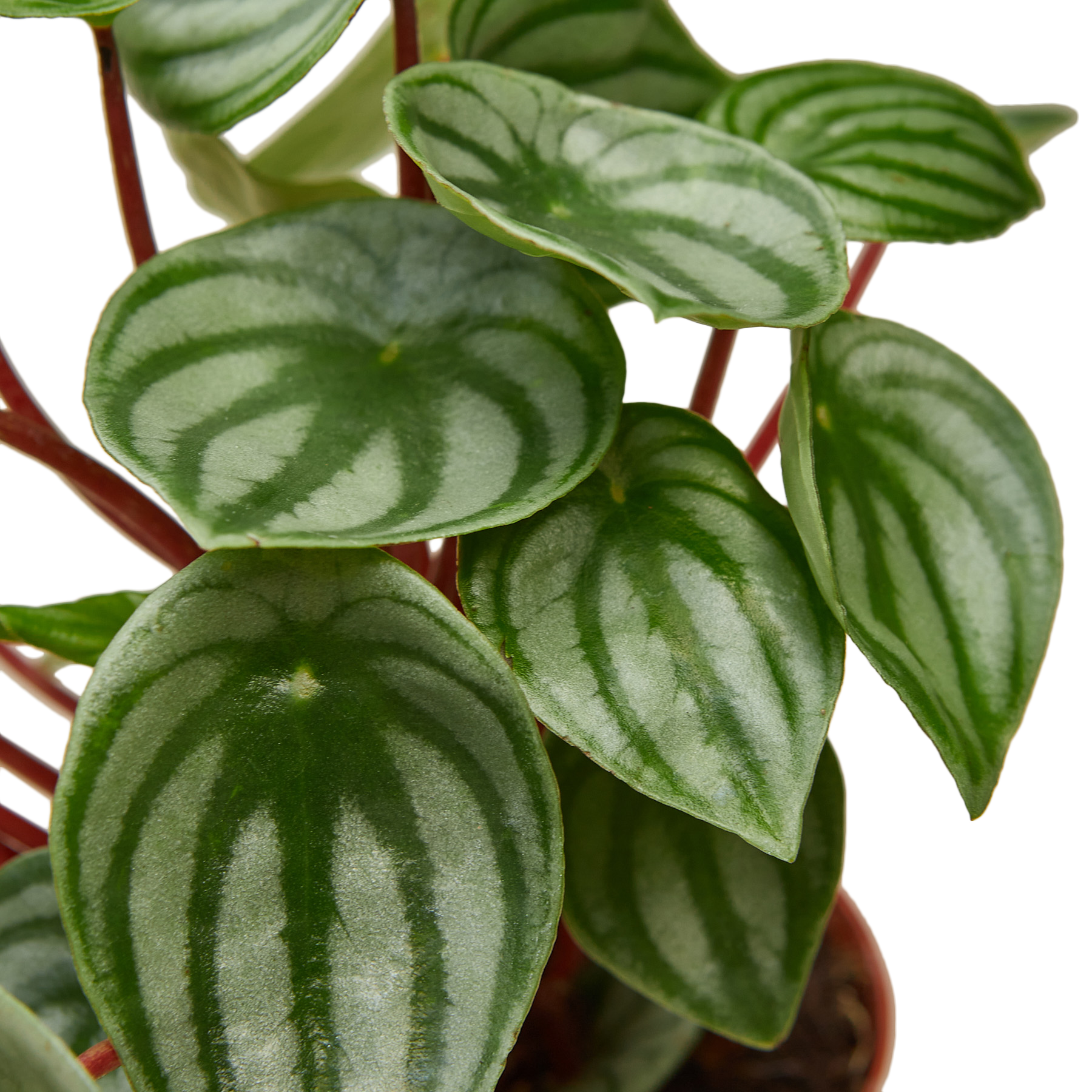 1-Peperomia-Watermelon-4 DETAIL.png