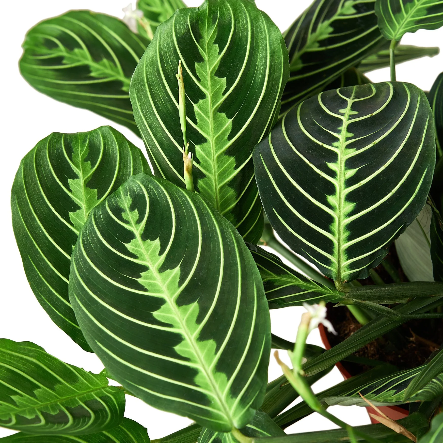 1-Maranta-LemonLime-6-DETAIL.jpg
