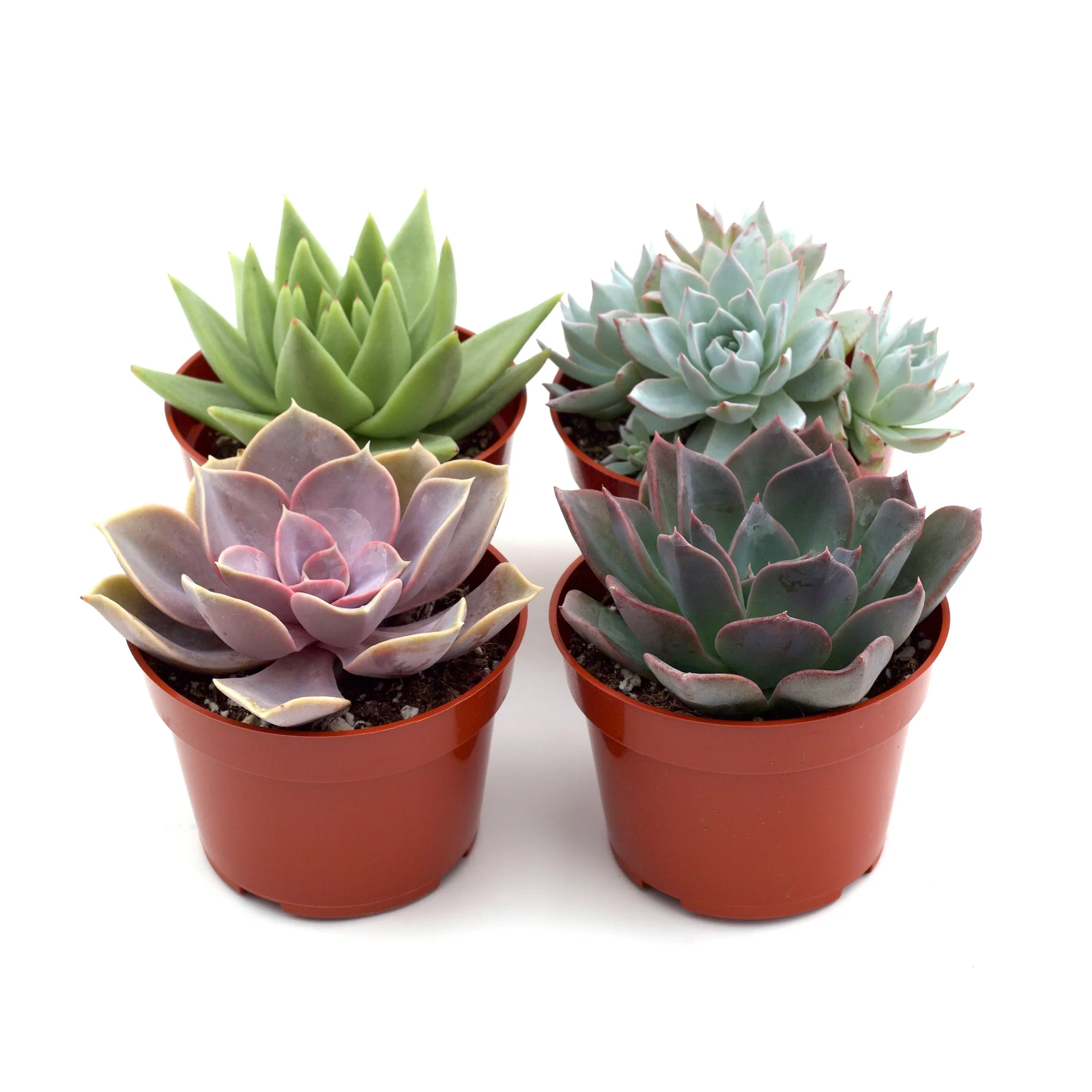 Assorted Succulent Variety Pack (4" Pots)