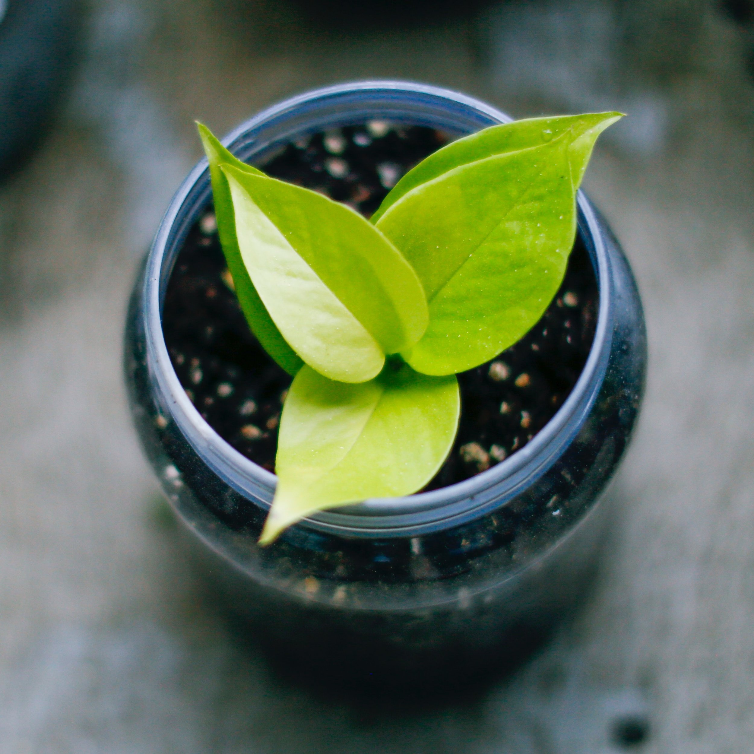 Close-up of a small green plant with broad leaves growing in a dark pot, viewed from above.