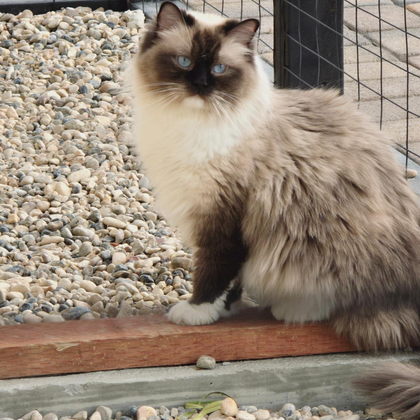 Francesca is exploring the new catio we're building, giving them the freedom to move in and out as they please; can't wait !!! #RagdollCattery#babyragdoll
#LasVegasRagdolls#kittenslasvegas
#RagdollKittensLV#babypetpictures
#PurebredRagdolls#babies
#R