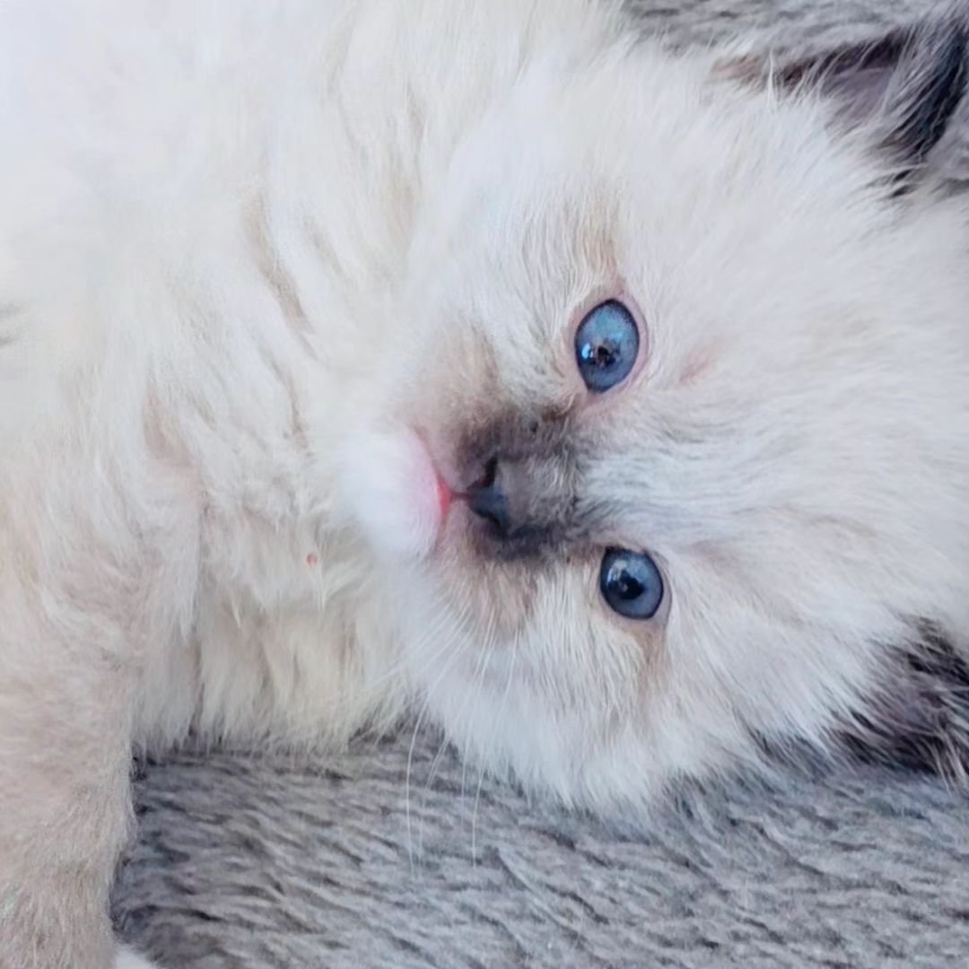 Seal Point Mitted 💙💙💙 Babies are 3 weeks old, at this stage, they are starting to explore their surroundings, and slowly start to show their little personalities. They begin to show curiosity with the mama's food and litter box. Gender and colors 