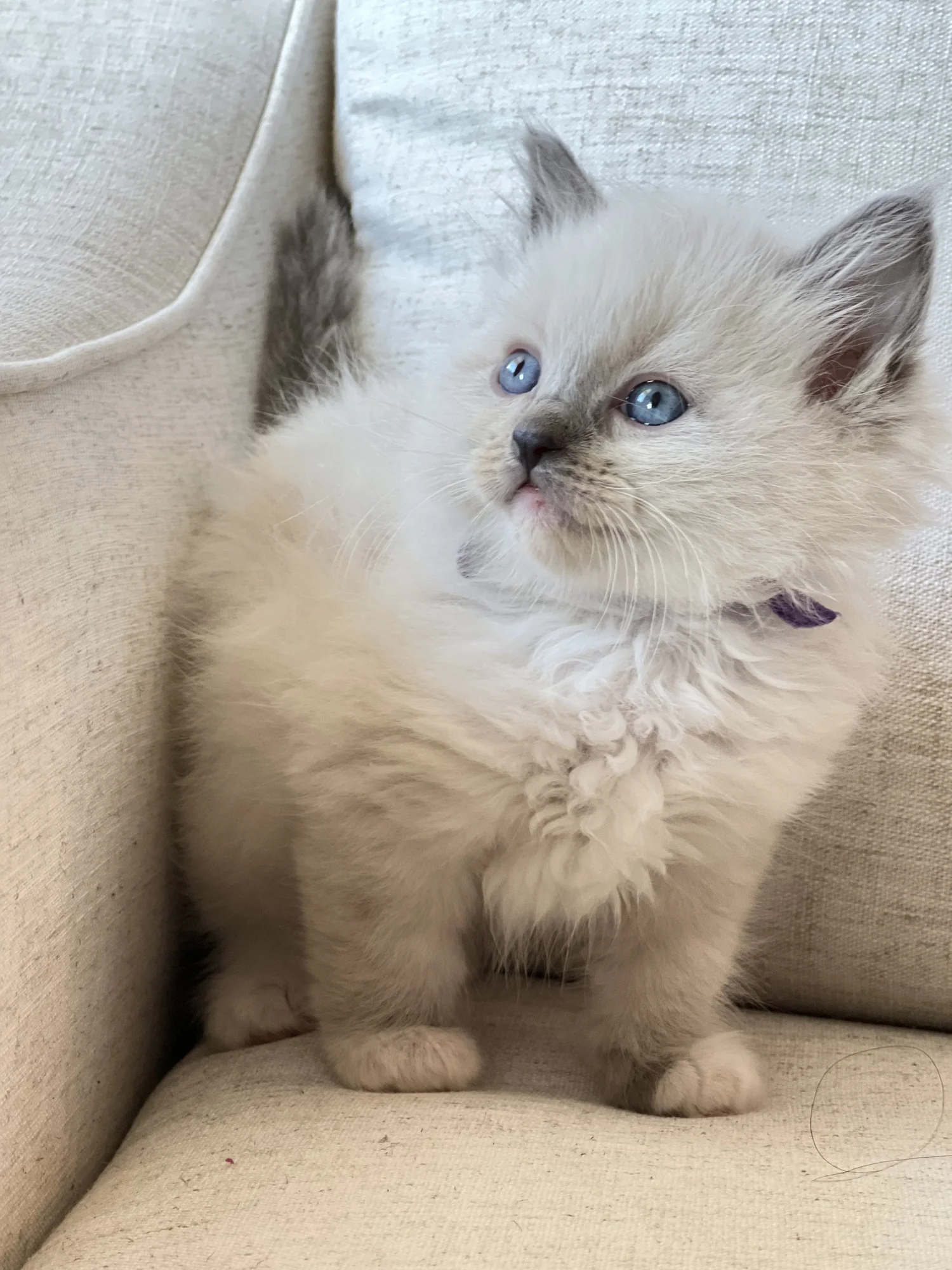 Cuban Ragdolls Vegas Strong Ragdoll Cattery | TICA Registered Ragdoll Kittens