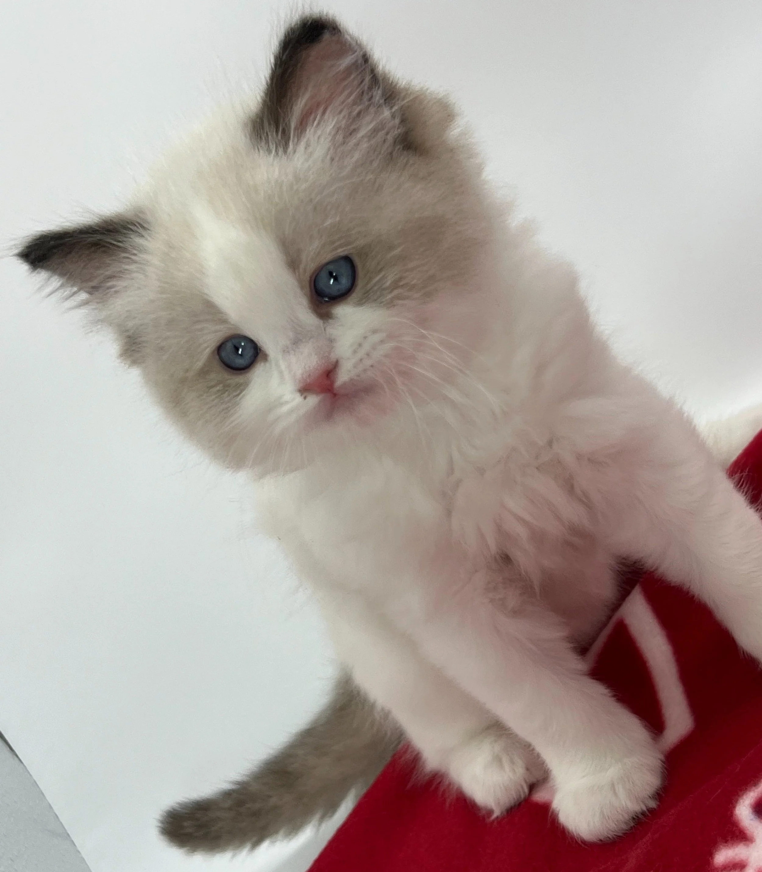 Vegas Strong Ragdoll Cattery | TICA Registered Ragdoll Kittens