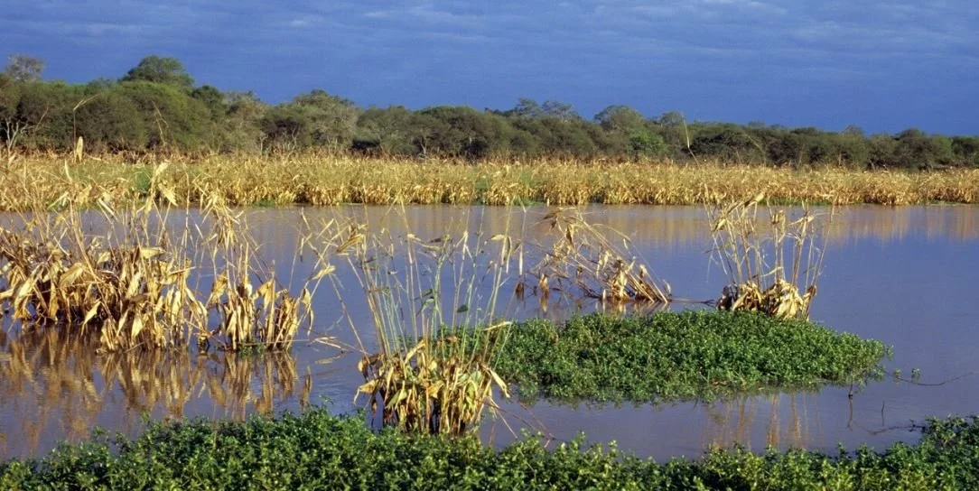 Insights from Dr. Pedro Jaureguiberry, Frontiers Planet Prize National Champion, on biodiversity loss and planetary boundaries
