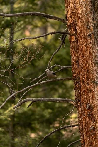 184_RUFA (WEB PREVIEW).jpg