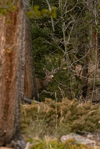 199_RUFA (WEB PREVIEW).jpg