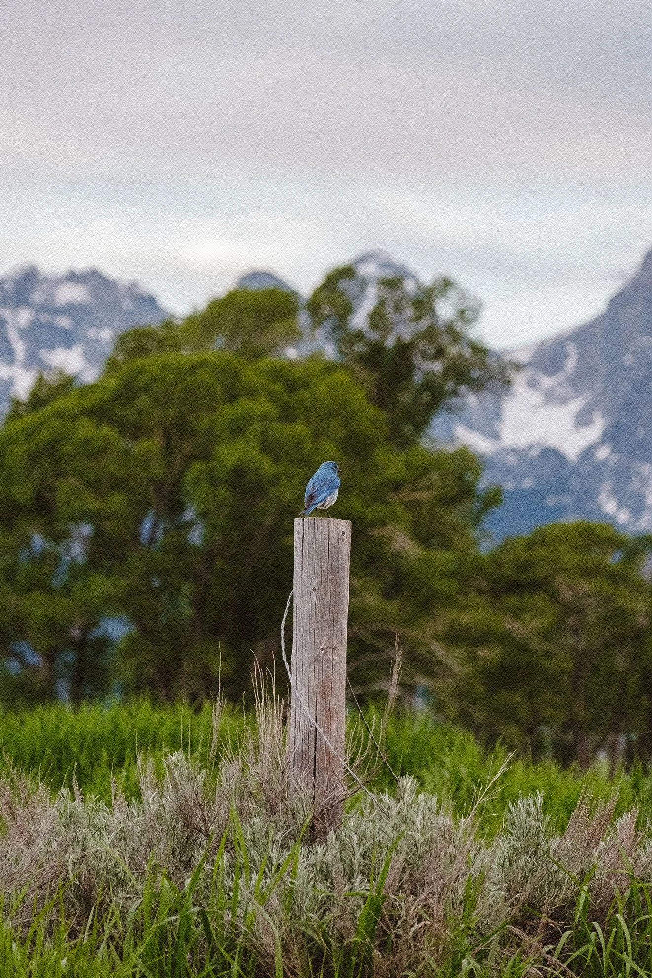 2023 The Tetons - 007.jpg