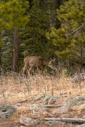 198_RUFA (WEB PREVIEW).jpg