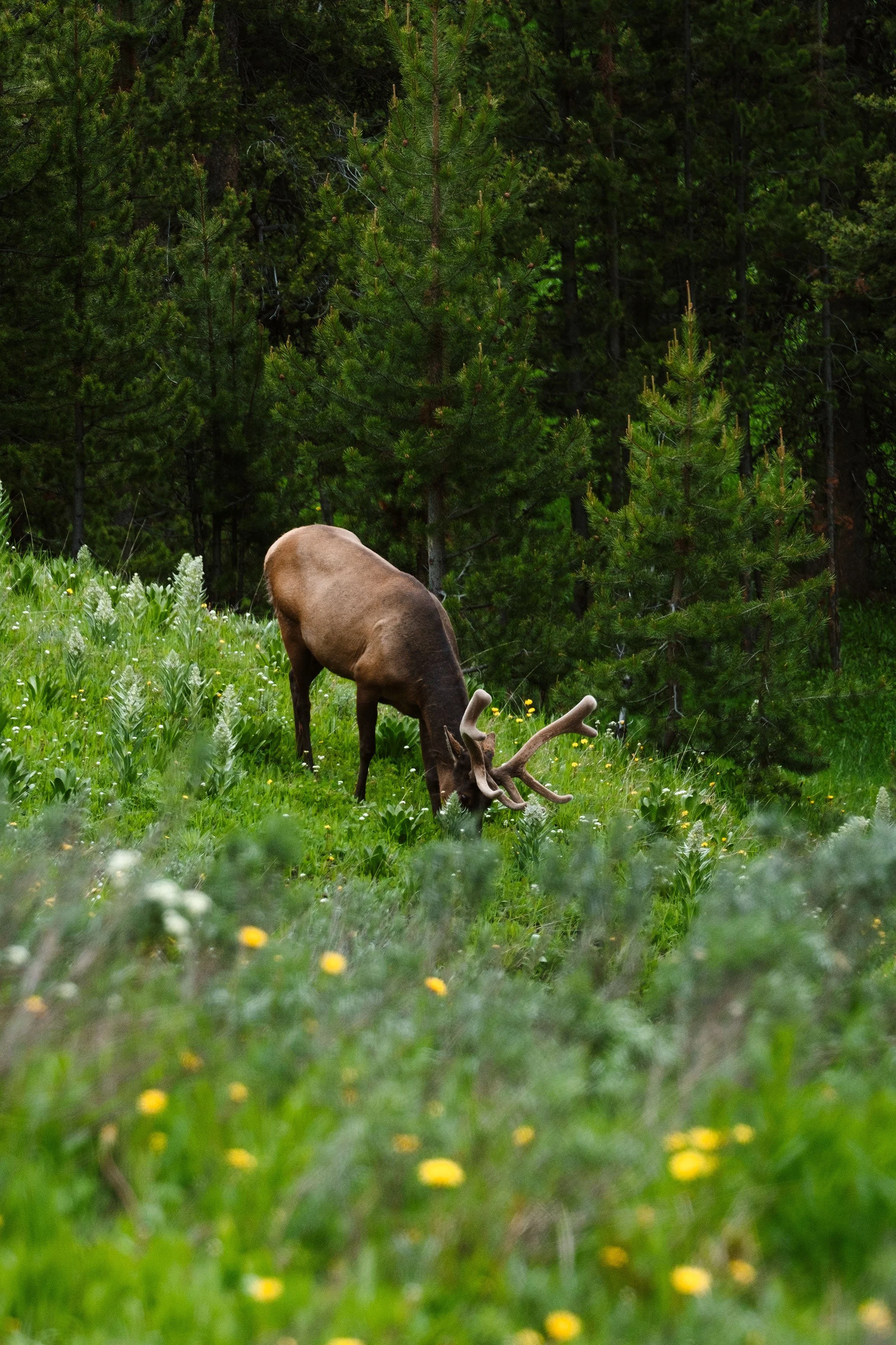 2023 Yellowstone - 020.jpg