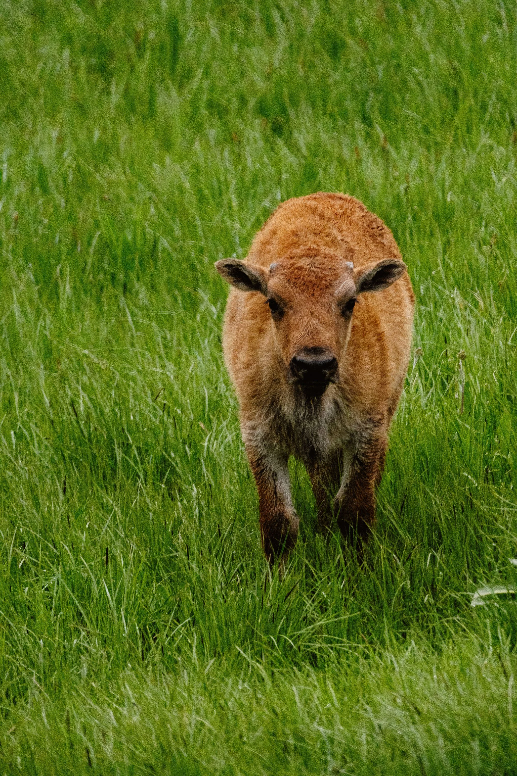 2023 Yellowstone - 025.jpg