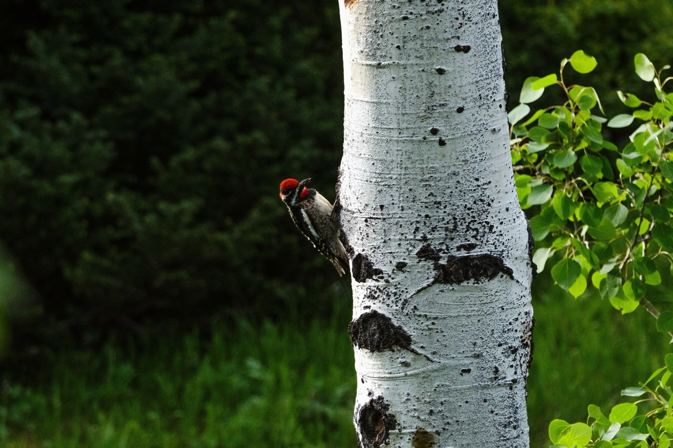 2023 Yellowstone - 001.jpg