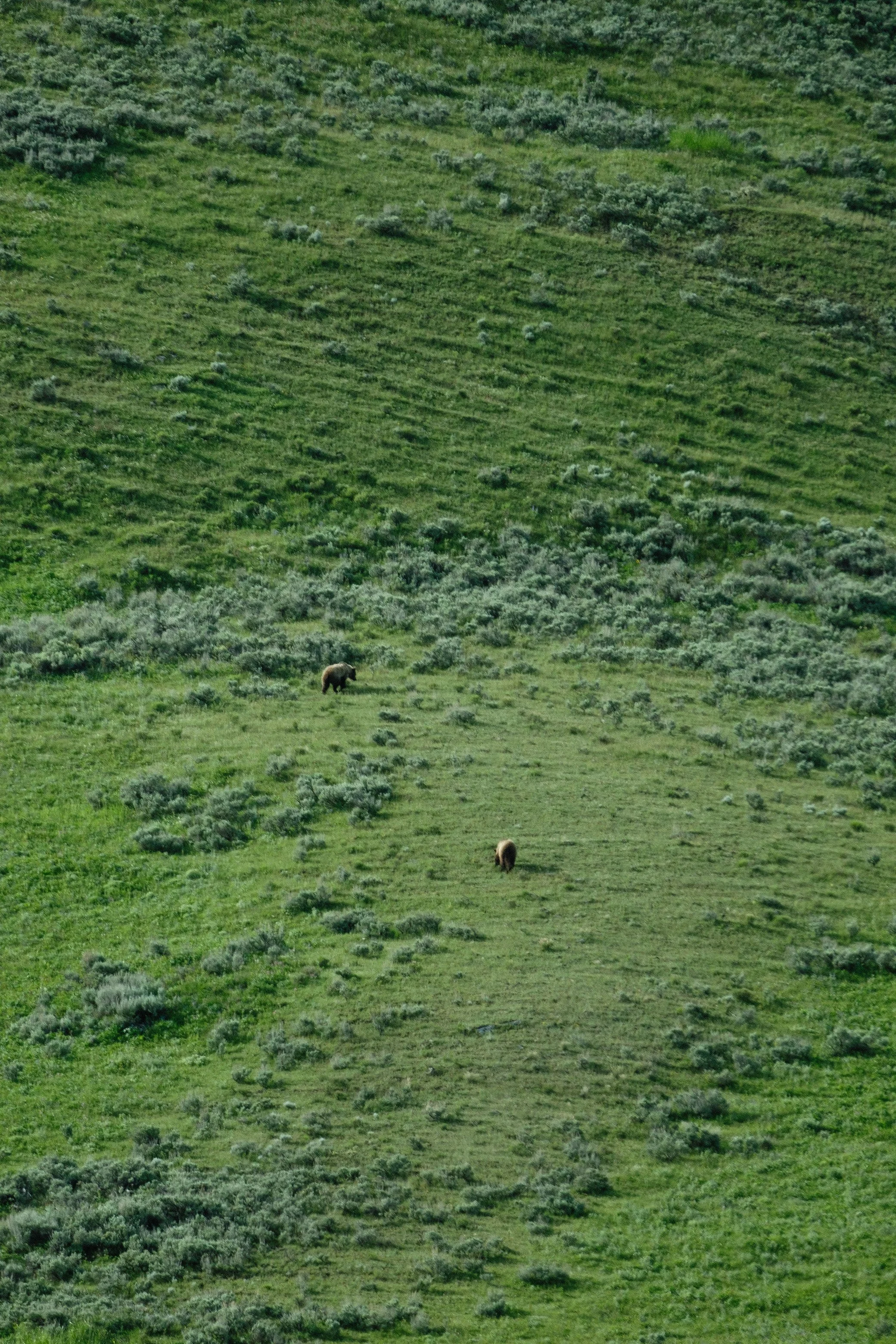 2023 Yellowstone - 018.jpg