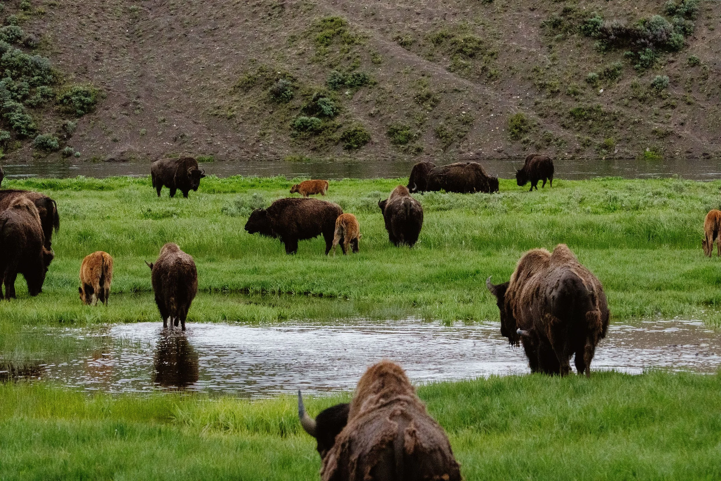 2023 Yellowstone - 023.jpg