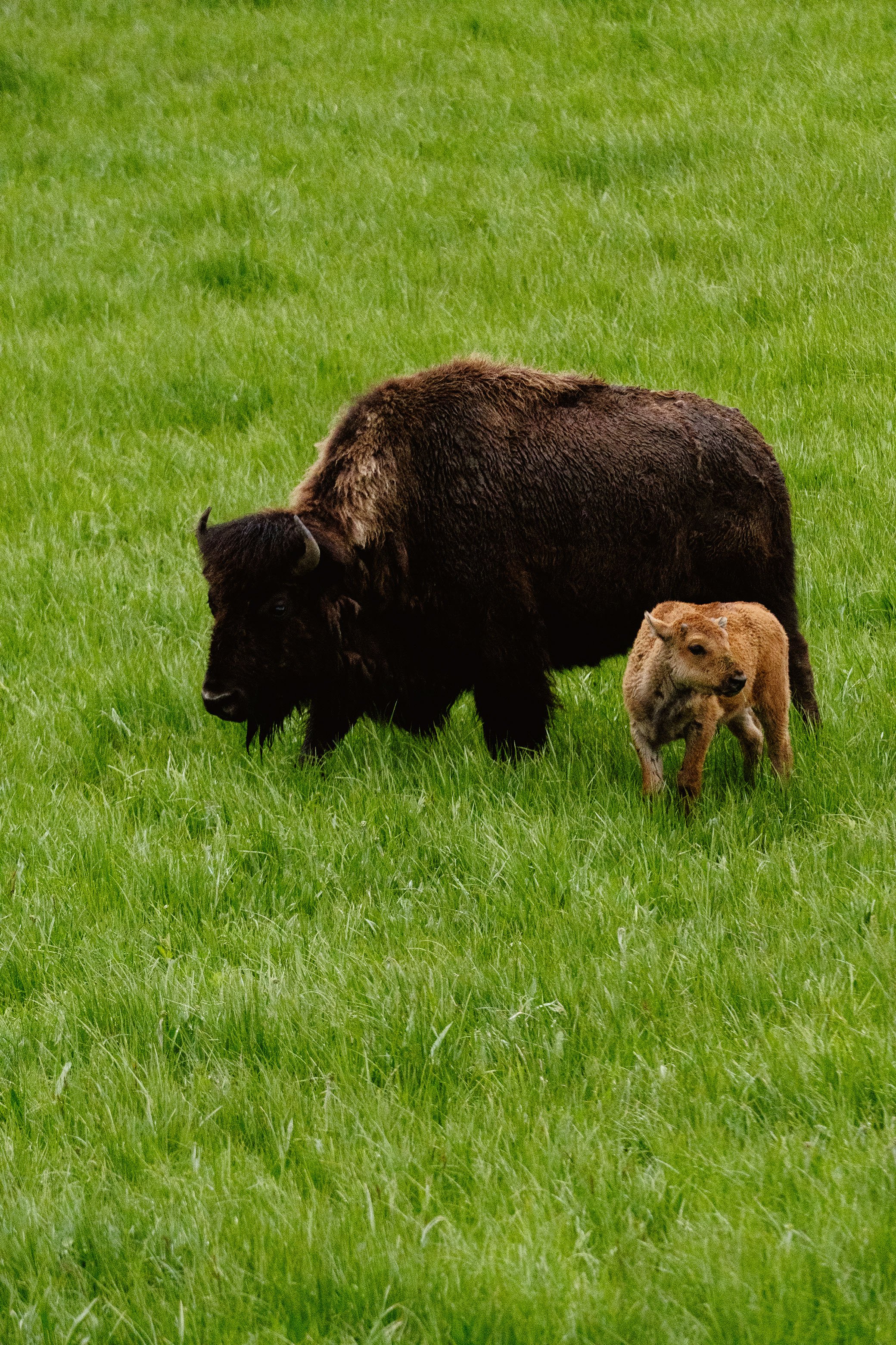 2023 Yellowstone - 024.jpg