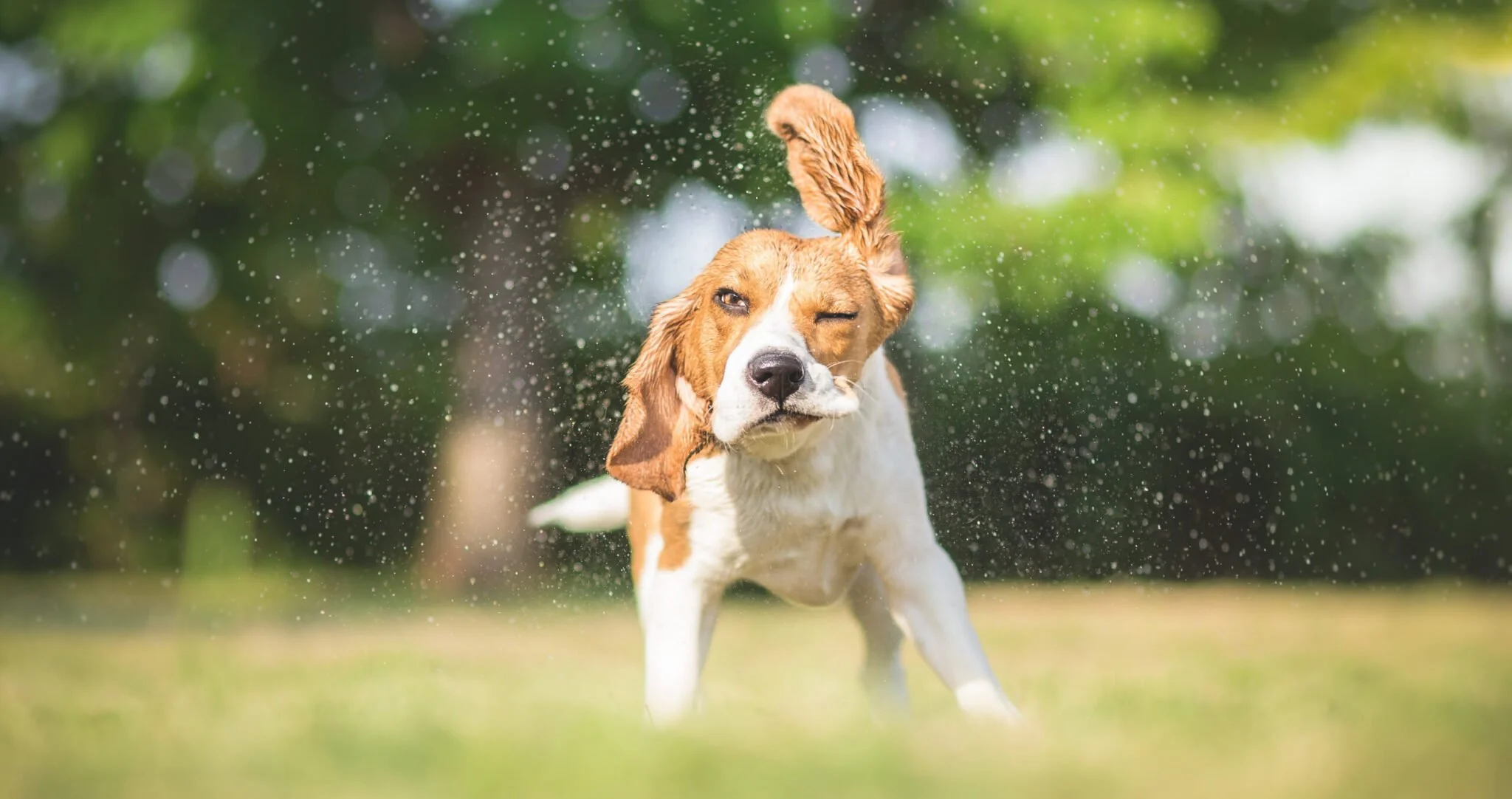 Surviving the Dog Days of Real Estate: Summer Housing Market Tips