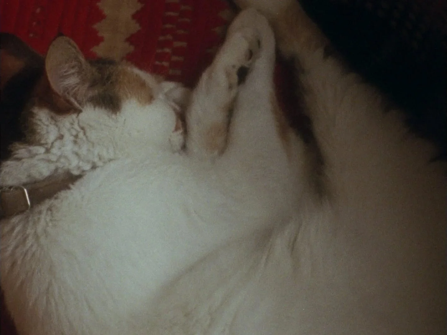 Henry is a Girl Who Likes to Sleep