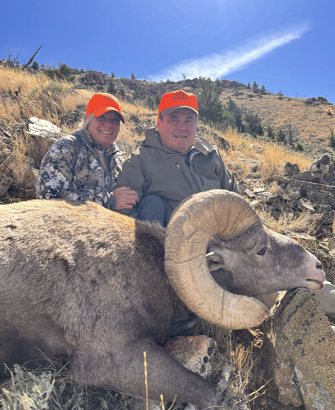 Bighorn Sheep 
