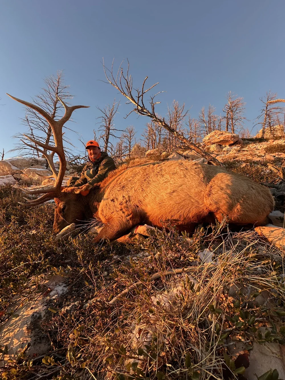 A hunter wearing an orange cap and green jacket sitting on a large, brown elk with impressive antlers lying on rocky, grassy terrain during sunset with bare trees in the background.