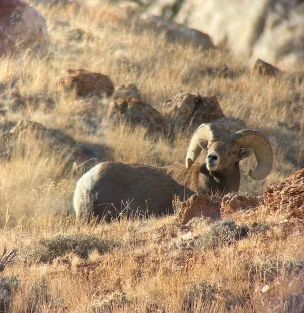 A bighorn sheep with large, curled horns lying in a dry, grassy landscape with rocks.
