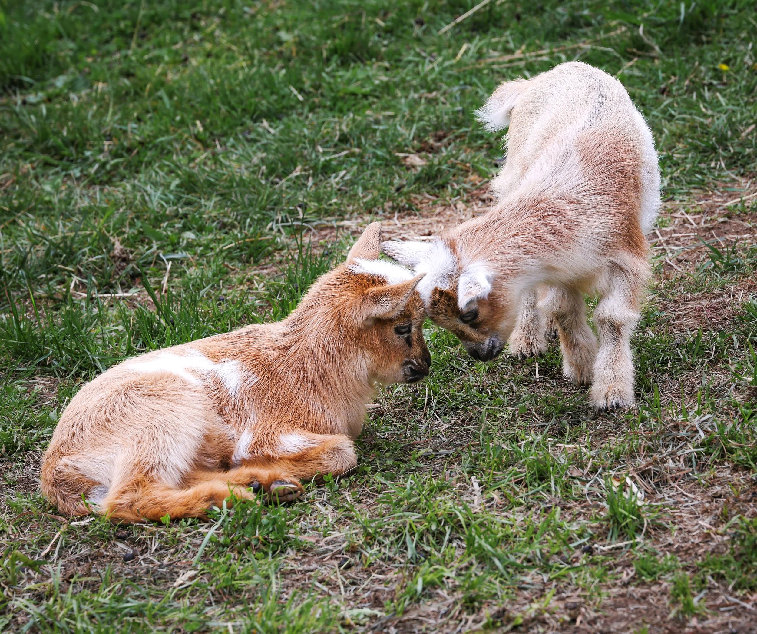 Baby Goats