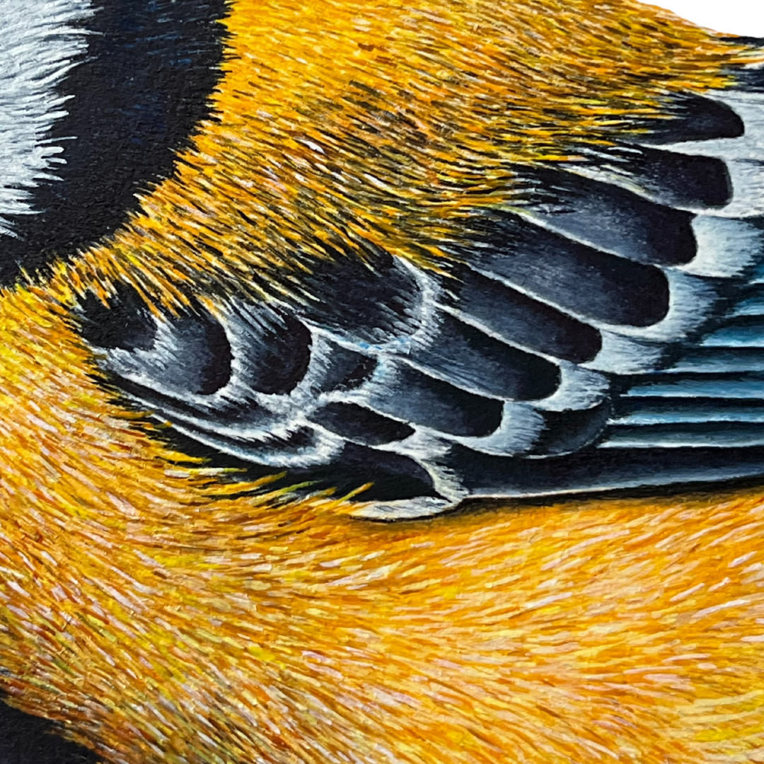 belly feathers and shoulder.png